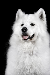 Fototapeta premium Samoyed dog on black