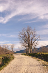 Dirt Road Through A Green Field - Vertical