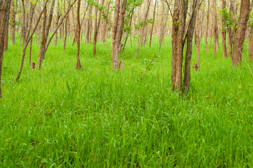 Fototapeta premium Spring, nature, beautiful landscape and green grass and trees