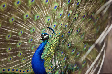 Obraz premium Blue Peafowl 