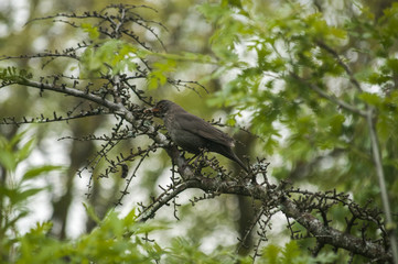 Song Thrush perched on tree branch on green background