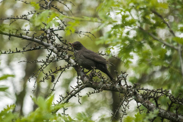 Song Thrush perched on tree branch on green background