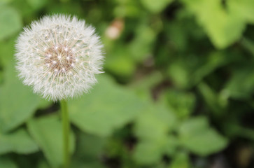 withered dandelion