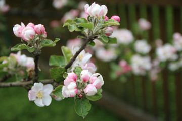 detail of blooming apple tree