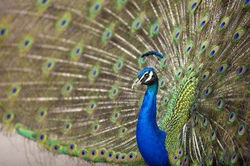 Obraz premium Blue Peafowl 