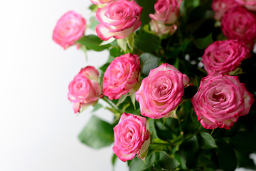 Beautiful roses background 