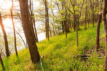 Spring, nature, beautiful landscape and green grass and trees