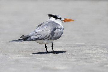 Royal Tern (Sterna maxima) standing in the shallow surf on a Gulf Coast beach.