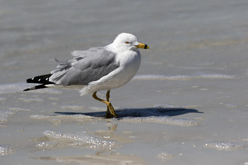 Ring billed Gull (Larus delawarensis) walking in the shallow surf on a Gulf Coast beach.