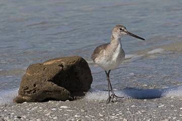 Willet (Catoptrophorus semipalmatus) feeding on a wasned up sea sponge on a Gulf Coast beach.