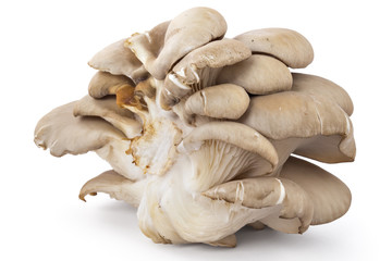 Branch of oyster mushroom, Pleurotus ostreatus, on white background