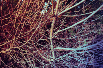 Close up on twisted leafless branches. Vintage filtered, organic backdrop, texture.