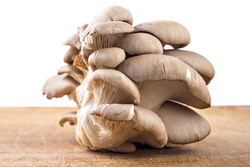 Branch of oyster mushroom, Pleurotus ostreatus, on wooden plate and white background
