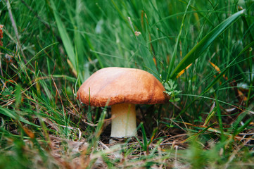 Big mushroom in grass