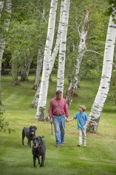 Father and son out walking two dogs