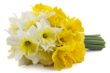 Beautiful fresh yellow narcissus bouquet isolated on white background