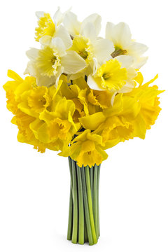Beautiful fresh yellow narcissus bouquet isolated on white background