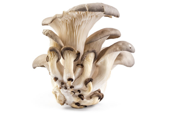 Branch of oyster mushroom, Pleurotus ostreatus, on white background