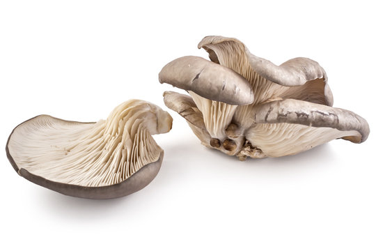Oyster mushrooms, Pleurotus ostreatus, on white background