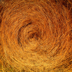 bales of hay on the field