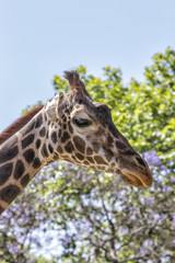 giraffe head and neck