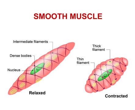 Smooth muscle tissue
