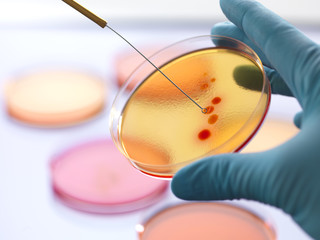 Close up of male scientist hand inoculating an agar plates with bacteria in microbiology lab