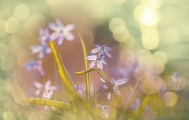 Spring flowers