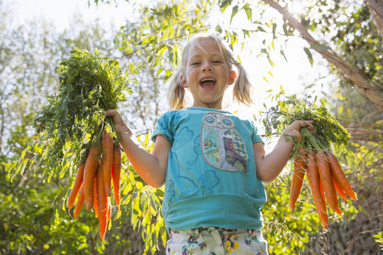 Portrait of girl in garden holding up bunches of carrots