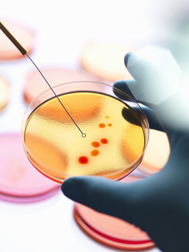 Close up of male scientist hand inoculating a series of agar plates with bacteria in microbiology lab