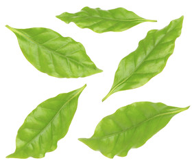 Collage of fresh green coffee leaves, isolated on white
