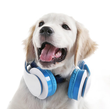 Muzzle Of Cute Labrador Dog With Headphones Isolated On White