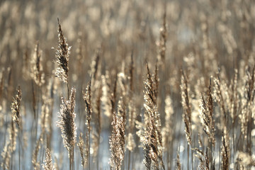 Fototapeta premium Reeds