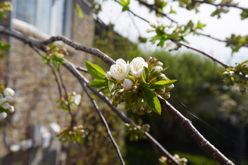 Cherry blossom.