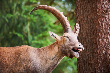 Portrait of ibex
