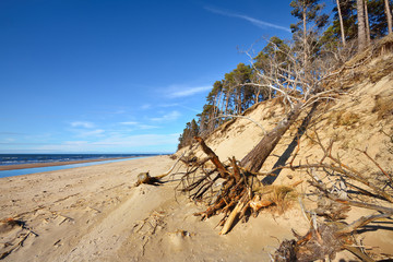 Baltic sand dunes with pine trees. Classical Baltic beach landscape.