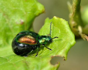 Green dock beetle (Gastrophysa viridula) gravid female. Female beetle in the family Chrysomelidae, with abdomen distended with eggs ready to be laid
