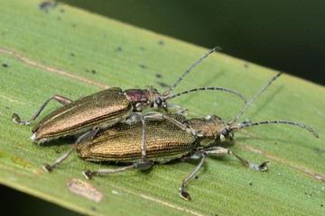 Donacia simplex reed beetles mating. Beetles in the family Chrysomelidae in cop, found on wetland vegetation with metallic colouration