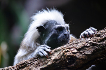 Cotton topped Tamarin monkey with white Mohawk in profile