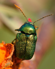 Cryptocephalus aureolus leaf beetle on orange flower. A metallic green beetle in the Chrysomelidae family, known as the leaf and seed beetles
