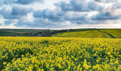 Obraz premium Dramatic Skies over Rapeseed Fields