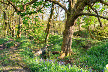Pendarves Wood in Cornwall