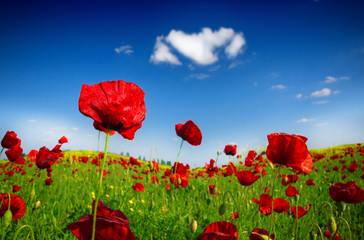 red poppy and wild flowers