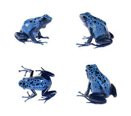 Blue dyeing dart frog Dendrobates tinctorius isolated on white