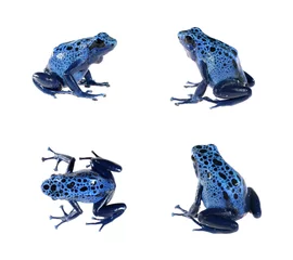 Papier Peint photo Lavable Grenouille Blue dyeing dart frog Dendrobates tinctorius isolated on white