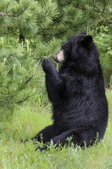 Fototapeta premium Black Bear Eating Leaves in a Sitting Position