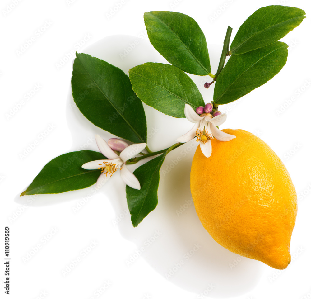 Wall mural Lemon with flowers