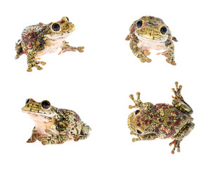 Obraz premium Blue dyeing dart frog Dendrobates tinctorius isolated on white