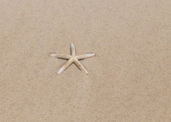 Fototapeta na wymiar starfish on the beach in Thailand 