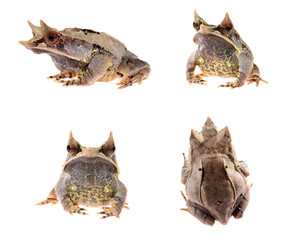 Obraz premium The long-nosed horned frog Megophrys nasuta isolated on white